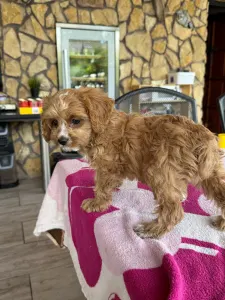 Cavapoo - Folti
