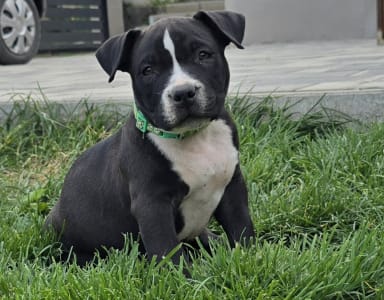 l'American Bully - Pocket - Bagira