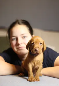 Hungarian Short-haired Vizsla - Alfa Romeo