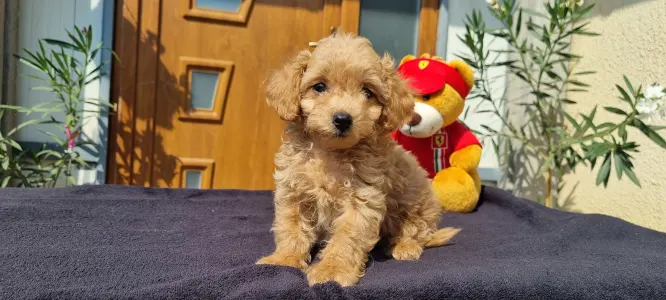Caniche Toy - Teddy
