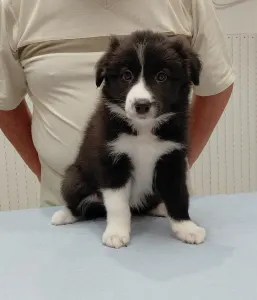 Border Collie - Hope Diamond  