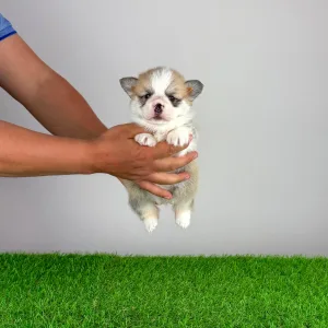 Pembroke Welsh Corgi - Zarek