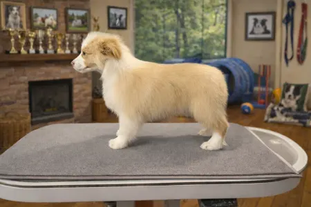 Border Collie - Red Boy