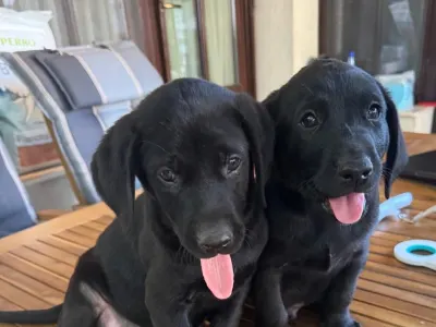 Labrador Retriever - Working Line Labrador Blackthorn Gundogs Parents
