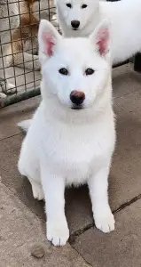 Siberian Husky - Smaragd Of Polar Moonlights