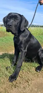 Cane Corso Italiano - Bella