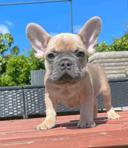 Французский бульдог - Ben