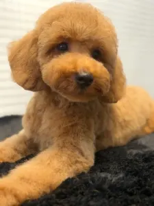 Barbone toy - Smiley