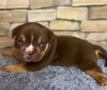 American Bully - Standard - Loganberry