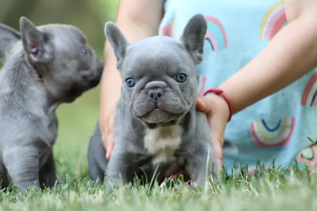 Bouledogue français - Bodza