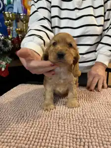 Angol Cocker spániel - Glória