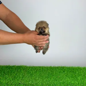 Pomeranian - Tio