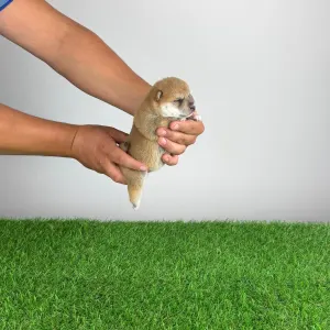 Shiba - Vana