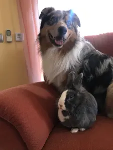 Australian Shepherd - Budnat Aussies