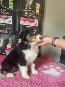 Australian Shepherd - Black Tri Kan/ Male Nbt Piros Nyakörv