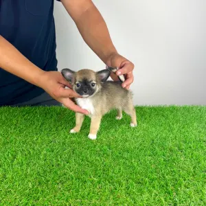 Chihuahua - Kimi