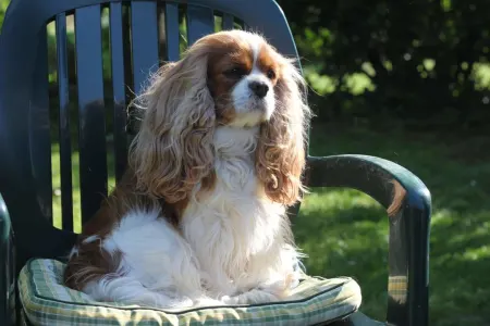 Cavalier King Charles Spaniel - Redstone Cavalier