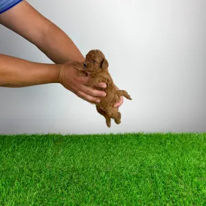Caniche Nain - Vioska