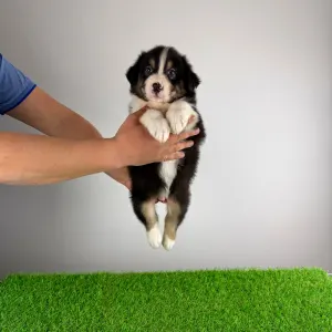 Australian Shepherd - Cash