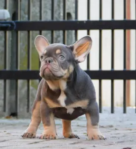 Francuski buldog - Gerald