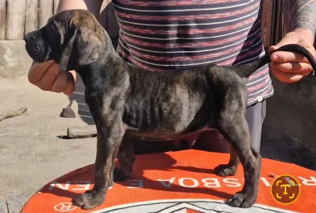 Fila Brasileiro - Jasmin, Joana, Jovana, Julieth