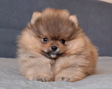 Pomeranian - Hugo