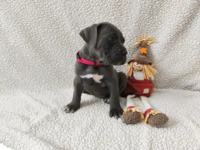 Cane Corso Italiano - Forza Di Diavolo Dakota