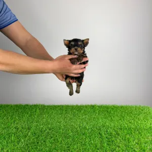 Yorkshire Terrier - Pancho