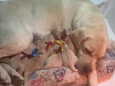 Labrador Retriever - Heroes Of Kelly Origo