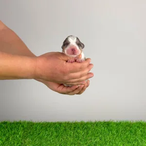 Australian Shepherd - Dorabella 