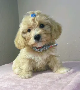 Maltipoo - Brian