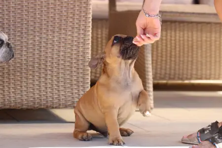 French Bulldog - Uriel