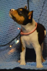 Basenji - Lucky Alien