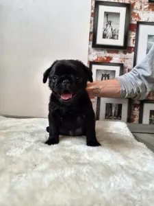 Pug - Quick Kiss