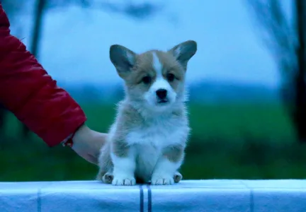 Welsh corgi pembroke - Zeus The Mighty From Farm Of Happy Dogs
