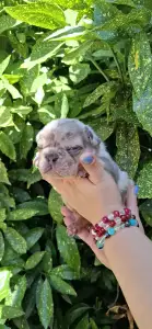 Francia bulldog - Henry