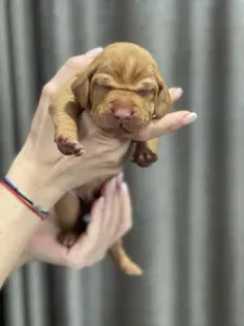 Hungarian Short-haired Vizsla - Vidual Azúr