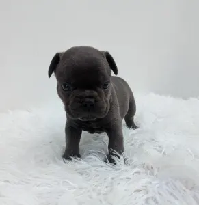 Francia bulldog - Jonathan