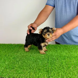 Yorkshire Terrier - Zara