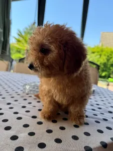 Poodle Toy - Toby