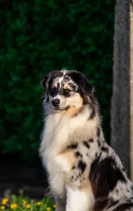 Australian Shepherd - Winstead Blood Of My Blood - For Guest Family