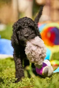 French Water Dog - Flash