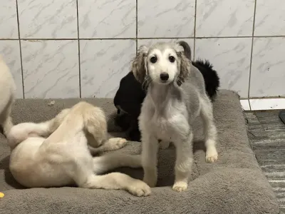 Afghanischer Windhund - Xayra