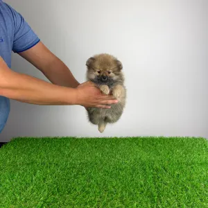 Померанский шпиц - Onita