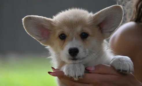 Welsh Corgi Pembroke - Casablanca