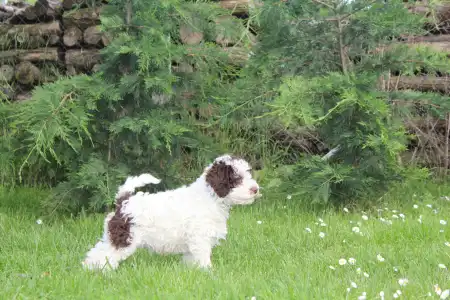 Lagotto romagnolo - Tomborgotto Argo 