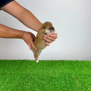 Shiba inu - Xulda