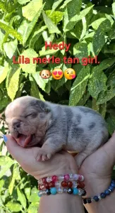 Francia bulldog - Hedy