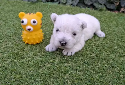 West Highland White Terrier - Athos