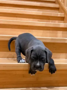 Cane Corso - Ticia